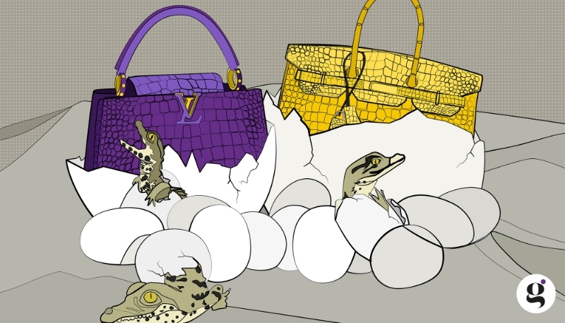 The trial of a crocodile egg hunter in Australia is likely to affect the entire crocodile farming sector, where Hermès and Louis Vuitton are major customers.