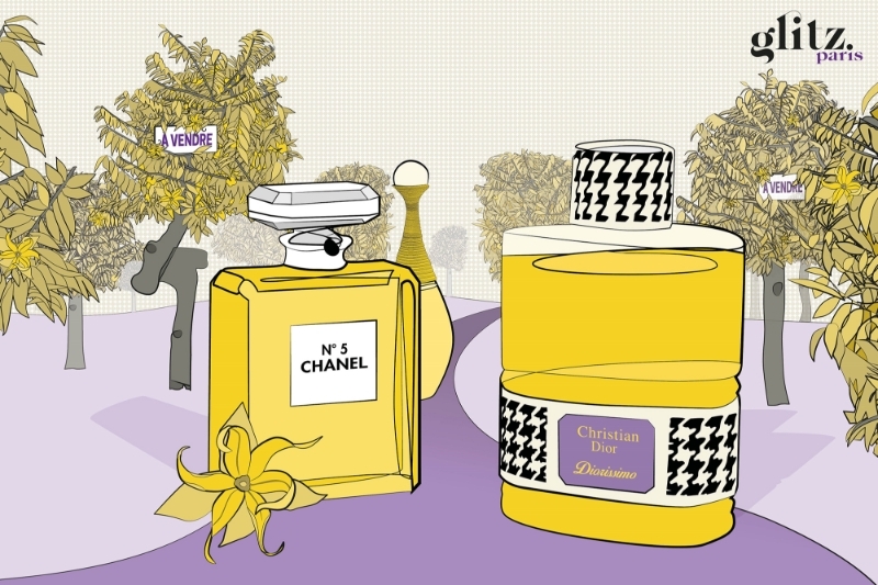 France : The world's largest producer of ylang-ylang, a key ingredient in  Chanel N°5 and Dior's J'adore, is up for sale - 06/07/2023 